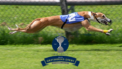 The English greyhound derby is one of the biggest greyhound events.